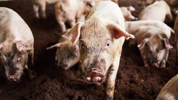 アニマルウェルフェアで育てる「自然豚」PBブランド「自然派Style」から登場　コープ自然派