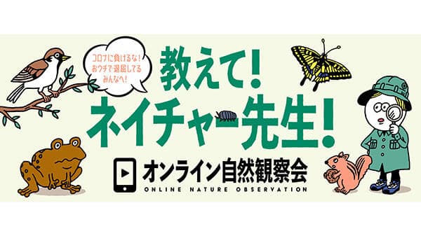 夜の田んぼを探検！カエルの合唱を生中継「オンライン自然観察会」開催　日本自然保護協会