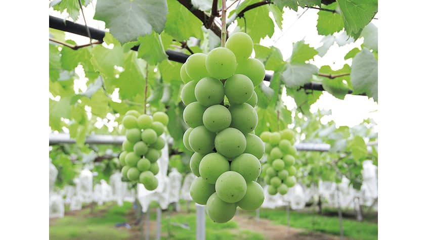 常陸太田市で特産のぶどう狩り　オリジナルブランド「常陸青龍」を堪能