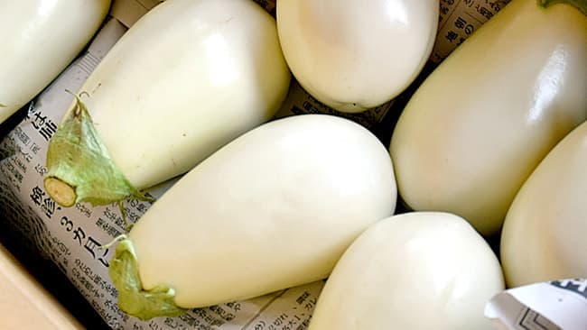 茅ケ崎生まれの白いナス　５年目の出荷開始　ＪＡさがみ