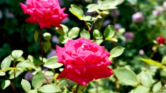 飛騨市の無農薬"食べるバラ"オンラインツアー開催