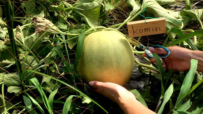 スマート体験農園「Root Farm あしがら」が会員募集を再開