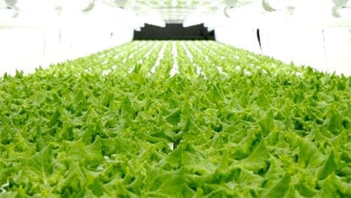 植物工場の安全・安心な野菜普及へ協業　全国のファミリーマートで展開