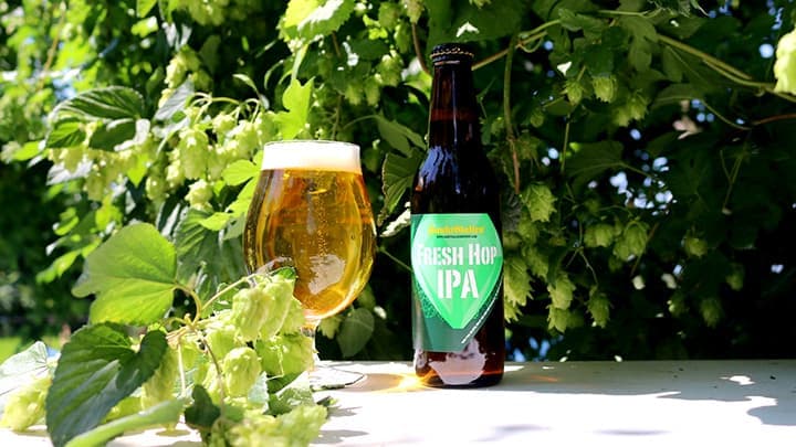 とれたて国産ホップ仕込みビール「FRESH HOP IPA」発売　サンクトガーレン
