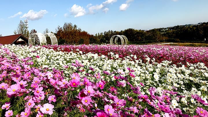 コスモス100万本開花　10月から　堺・緑のミュージアムハーベストの丘
