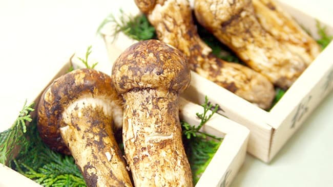 旬の松茸大サービス　2本1000円で　ドライブスルー八百屋