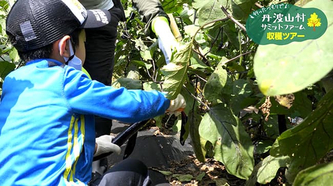 耕作放棄地を活用「丹波山村サミットファーム」収穫ツアー映像公開　サミットストア