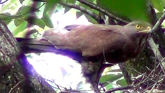 16年ぶりに「サシバ」が営巣　豊田市自然観察の森で確認　日本野鳥の会