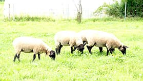 岩手県「めん羊」の取り組み紹介でイベント開催