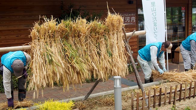 脱プラ「麦ストロー」大阪の道の駅が地域連携で製造　奥河内くろまろの郷