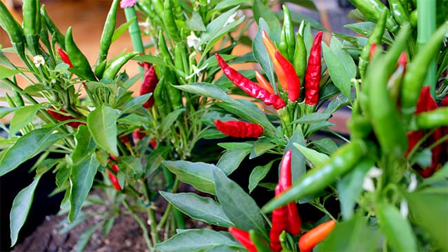 江戸東京野菜「内藤とうがらし」で歌舞伎町を元気に