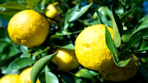 徳島・木頭ゆずのブランド「柚子の木」から秋冬の新スイーツ発売