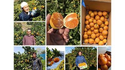 旬のみかん12品種が大集合「農家直送！ポケマルみかん市」開催
