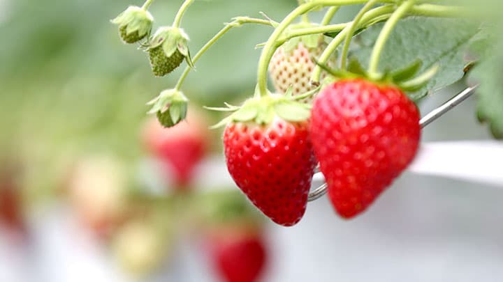 JALが地域の隠れた産品を発掘・応援「フルーツリング」第2弾を限定発売