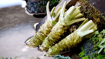 JR東日本沿線の湧水を活用し「鉄道わさび」栽培へ　実証開始