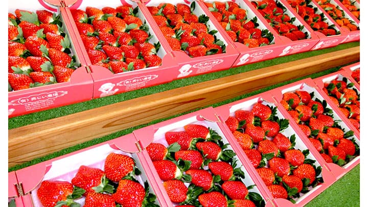 糖度が高く香りが強い「秀じいのいちご」販売開始　成田ファームランド