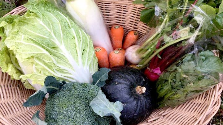 トロッコ列車で運ぶ無農薬・化学肥料不使用の「亀岡野菜」マルシェで直売