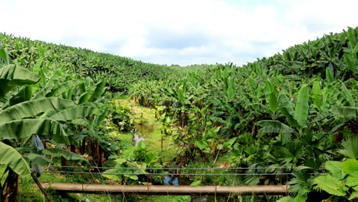 エクアドル「田辺農園」のバナナ作りが中学校の授業で紹介　ANAフーズ
