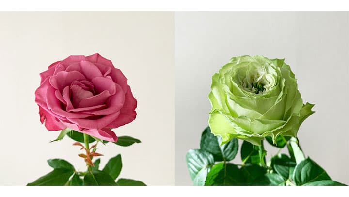 バラ農家招き、オンラインでファンミーティング開催　よいはな