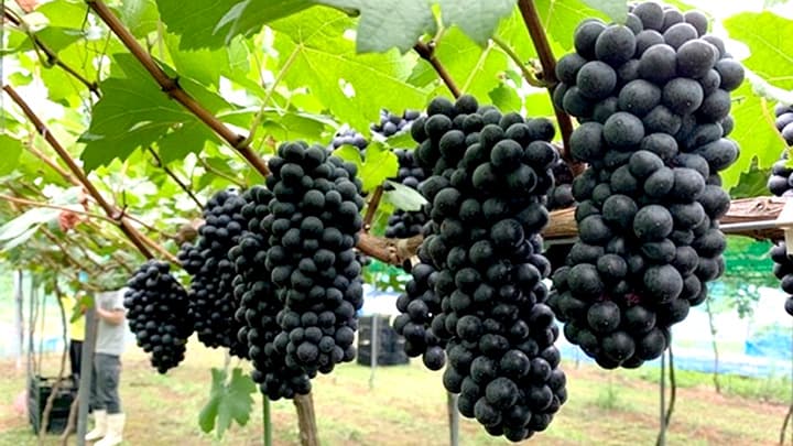 「広島産　苗木からこだわるワインファンド」募集開始