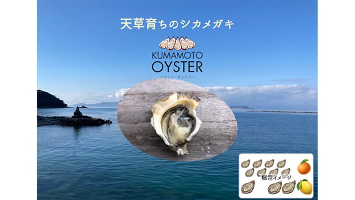 天草有明海育ちのシカメガキ「クマモト・オイスター」を数量限定・試験販売