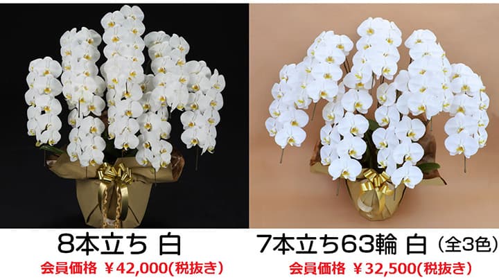 昇進・就任祝いに最適な胡蝶蘭をコンシェルジュが提案　グンゼグリーン