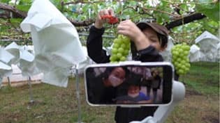 コロナ時代の果物狩り「クダモノガリプラス」リリース　Qtas Japan