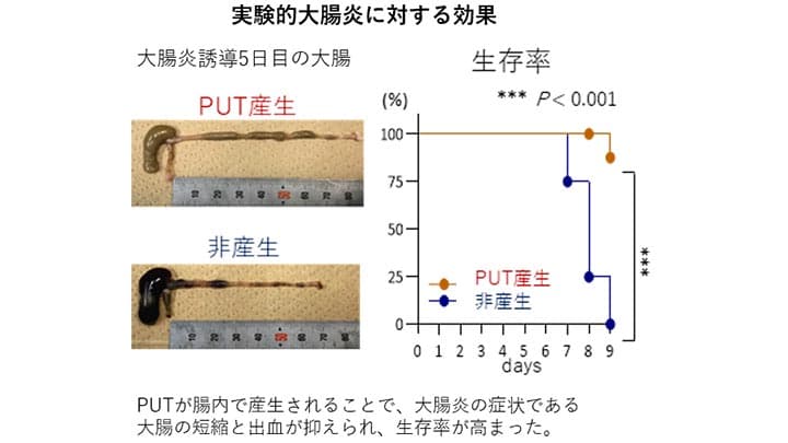腸内細菌由来ポリアミンが大腸粘膜を健全に保つことを発見　協同乳業と慶應大学