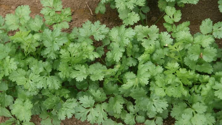 「パクチー育てる」89日間 国民運動　5月から開催　パクチー銀行