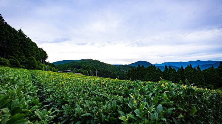 川根茶のオーガニック茶　2021年新茶の予約販売開始　樽脇園