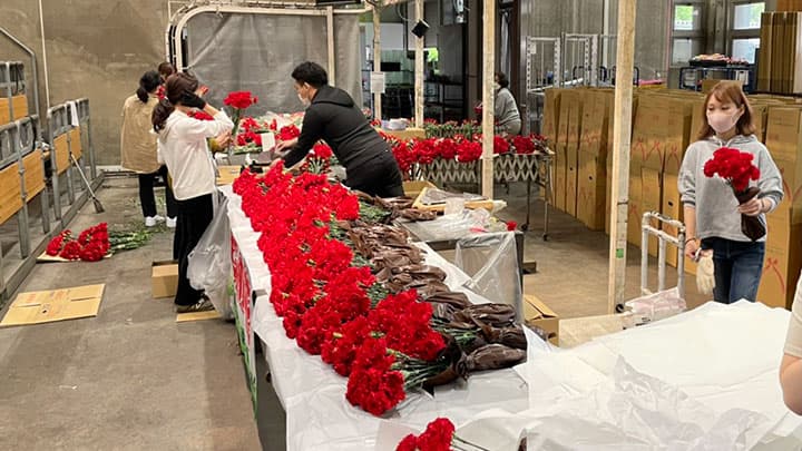 母の日カーネーションのフラワーロスで　2万本救出プロジェクト開始