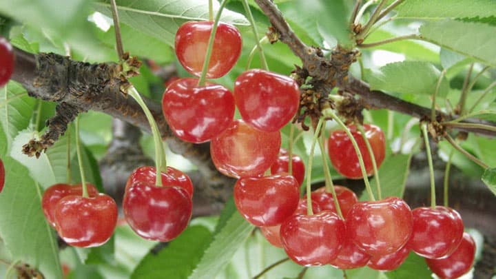 「山形さくらんぼ」シーズン到来　キックオフイベント開催