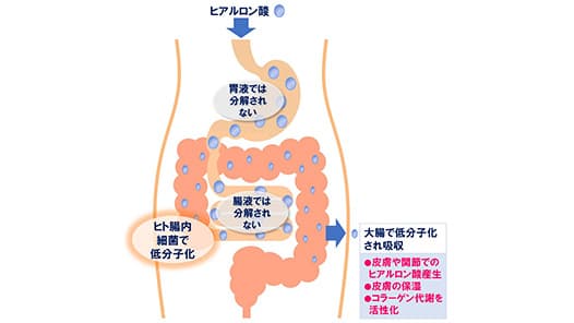 経口摂取したヒアルロン酸が皮膚で作用する仕組みを解明　キユーピー