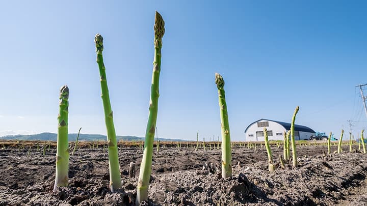 ふるさと納税の公式SNS開始「幻のアスパラ」プレゼント　北海道美幌町