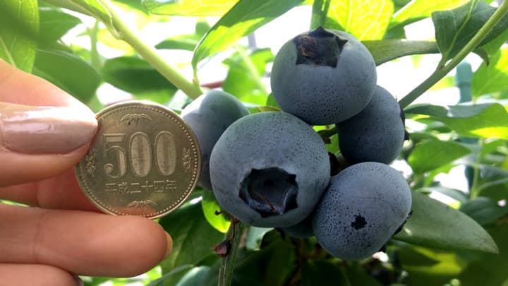 神奈川県厚木市に完全予約制のブルーベリー摘み取り観光農園オープン