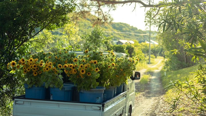 館山から直送　夏季限定の新鮮な朝摘みひまわり販売　青山フラワーマーケット