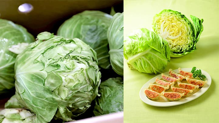 ふぞろいキャベツを活用「もったいないキャベツ餃子」新発売　らでぃっしゅぼーや