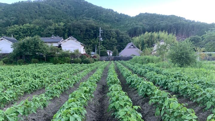 リターンは丹波篠山特産の黒枝豆　農業を楽しむ新感覚キャンプ場がCF開始
