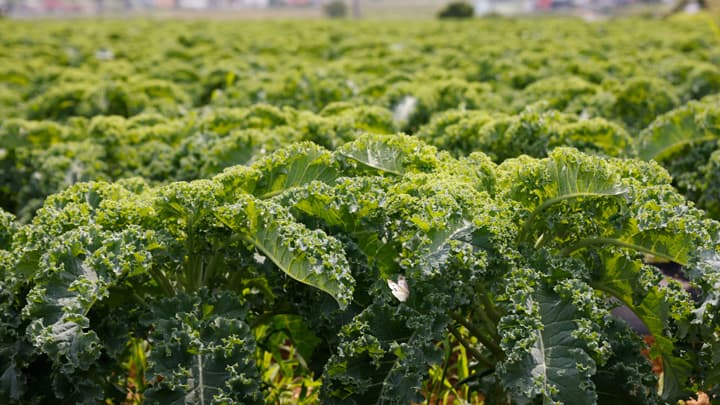 余剰野菜をレスキュー「もったいないケールコロッケ」製造　らでぃっしゅぼーや