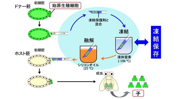 ショウジョウバエ系統の凍結保存法を開発　筑波大×農研機構×京都工芸繊維大