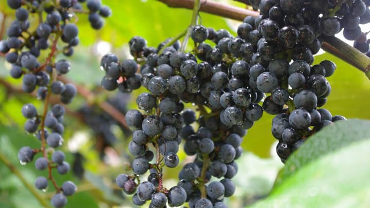 岩手県産の山ぶどうを都内で「岩手県久慈市 山ぶどうフェア」開催　八芳園