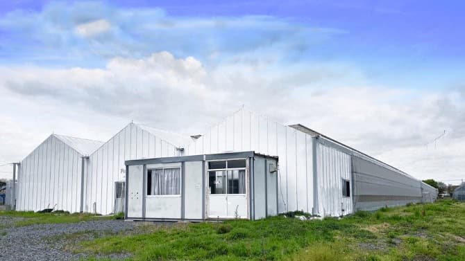 HIS農業プロジェクト始動　ミニトマトの栽培・マーケティング実証開始