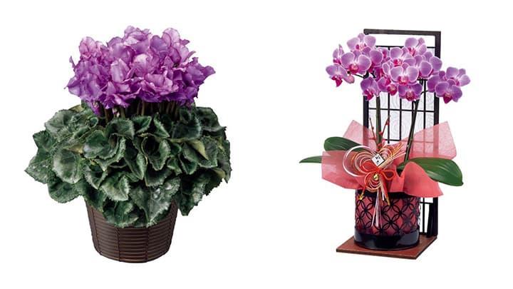 お歳暮に最適　産地直送のシクラメンと胡蝶蘭を紹介　グンゼグリーン