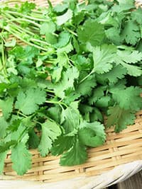 [パクチー（香菜、コリアンダー）] 独特の個性で新たな需要を開拓（上）