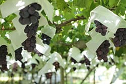 [ブドウ]品揃えの対応力と値頃感の上昇（上）