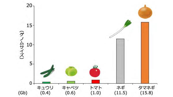 タマネギの品種育成の効率化へ　画期的なDNA 多型分析手法を開発　農研機構