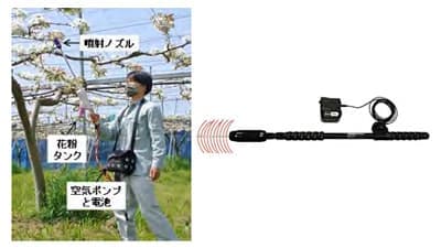 輸入花粉に依存しない国産花粉　供給強化への取り組み紹介　生研支援センター
