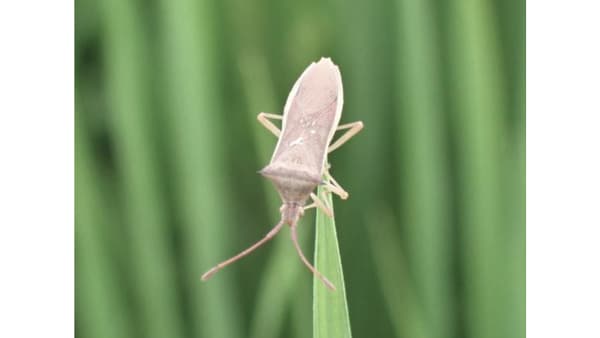 【注意報】水稲に斑点米カメムシ類　県下全域で多発のおそれ　岐阜県
