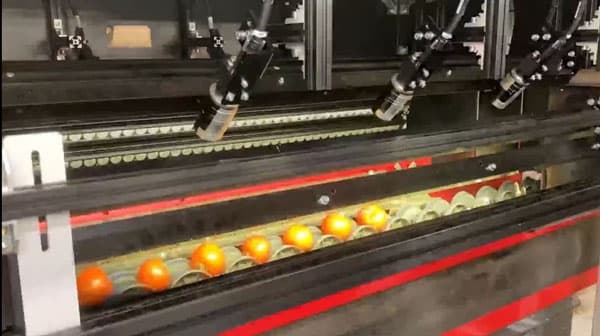 生鮮トマトの廃棄ロス低減へ　品質不良を防ぐ栽培技術と流通システムを開発・実証