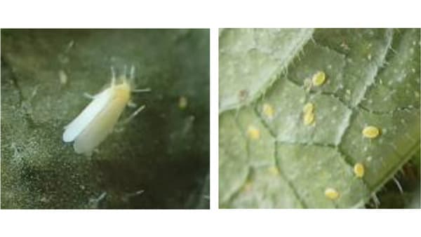 【注意報】きゅうり、なす、トマトなどにコナジラミ類　府内全域で多発のおそれ　大阪府